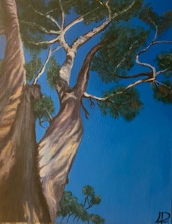 Arbres Méditérannéens